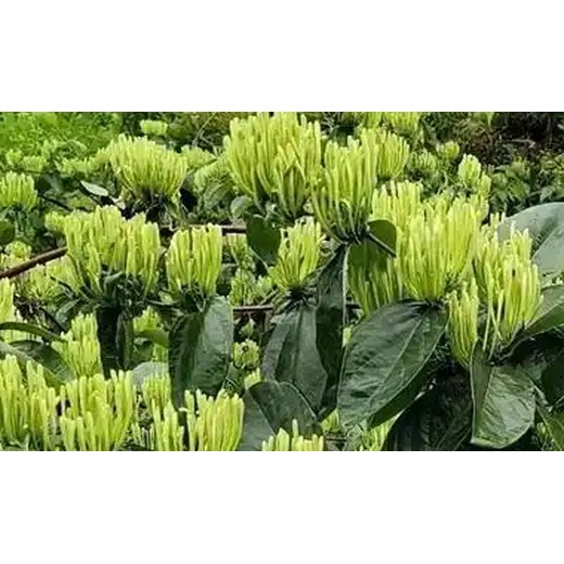 為峰肥業(yè)延長(cháng)花期葉面肥使用方法,為峰肥業(yè)廠(chǎng)家直供
