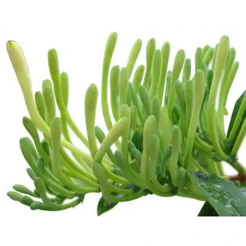 為峰肥業(yè)延長(zhǎng)董期葉面肥生產(chǎn)廠家,金銀花葉面肥銀花神露批發(fā)