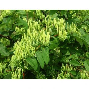 鑫銀花神露藥葉面肥定做包裝,金銀花葉面肥銀花神露批發(fā)