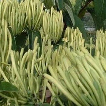 為峰肥業(yè)延長(zhǎng)董期葉面肥生產(chǎn)廠家,金銀花葉面肥銀花神露批發(fā)