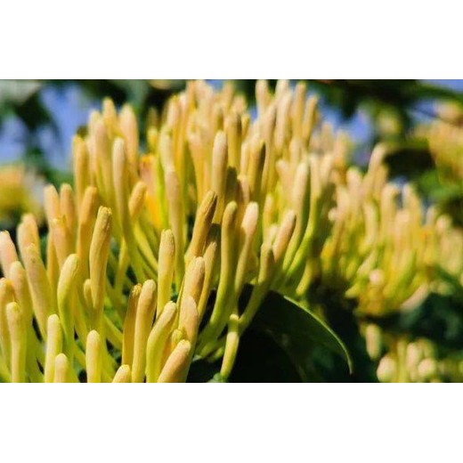 雙花用營(yíng)養(yǎng)液葉面肥什么價(jià),金銀花葉面肥銀花神露批發(fā)