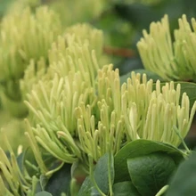 為峰肥業(yè)藥葉面肥葉面肥定做,金銀花葉面肥銀花神露批發(fā)圖片