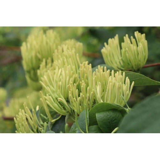 雙花用增產(chǎn)劑葉面肥多少錢(qián),金銀花葉面肥銀花神露批發(fā)