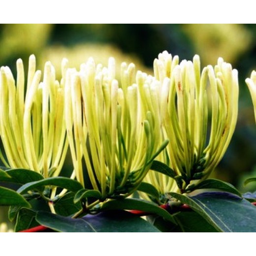 銀花神露營(yíng)養液葉面肥產(chǎn)品定做,金銀花葉面肥銀花神露批發(fā)