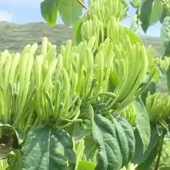 金銀花營養(yǎng)液葉面肥用法用量,為峰肥業(yè)廠家直供