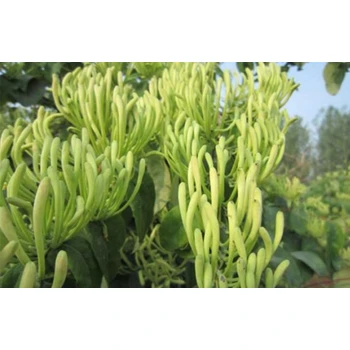 忍冬花用藥葉面肥采摘方案,為峰肥業(yè)廠家直供