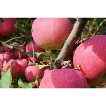 黃元帥藥蘋果樹促控劑價格,果樹控梢促花劑