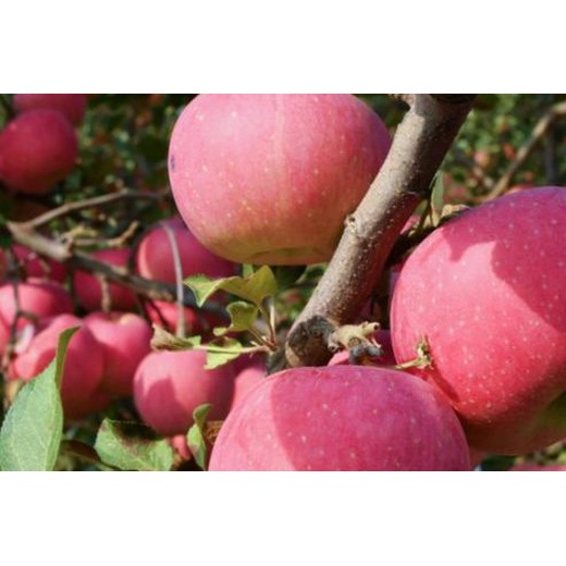 黃元帥增產(chǎn)劑蘋果樹促控劑?；ǚ桨?果樹控梢促花劑