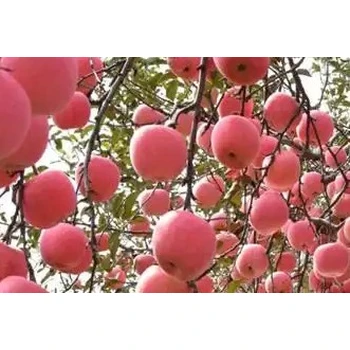 秦冠增花靈蘋果樹促控劑功效,果樹促控劑廠家批發(fā)