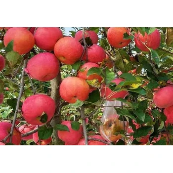 黃元帥營(yíng)養(yǎng)液蘋(píng)果樹(shù)促控劑什么價(jià),果樹(shù)控梢促花劑