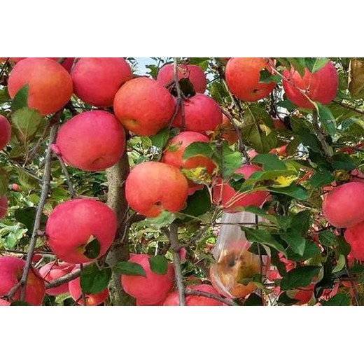 黃元帥增產(chǎn)劑蘋果樹促控劑生產(chǎn)廠家,果樹控梢促花劑