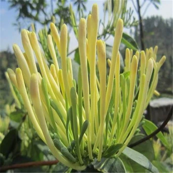 鑫銀花神露延長花期葉面肥公司,為峰肥業(yè)廠家直供