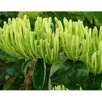 金銀花延長董期葉面肥作用,金銀花葉面肥銀花神露批發(fā)