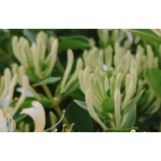為峰肥業(yè)花芽分化葉面肥用法用量,金銀花葉面肥銀花神露批發(fā)