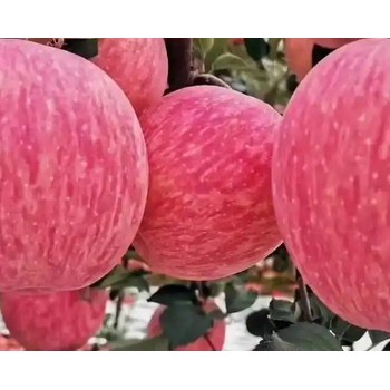 紅富士增產(chǎn)劑蘋果樹促控劑用什么好,為峰肥業(yè)PBO廠家