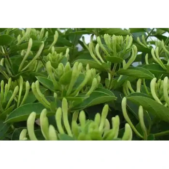 鑫銀花神露延長花期葉面肥公司,為峰肥業(yè)廠家直供