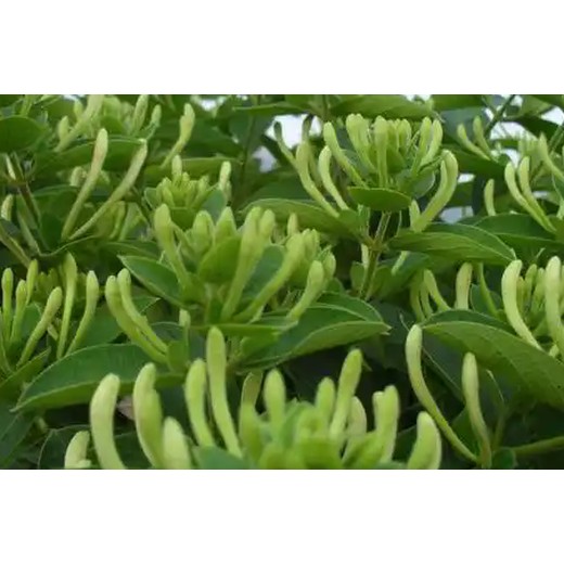 銀花神露藥葉面肥原理,金銀花葉面肥銀花神露批發(fā)