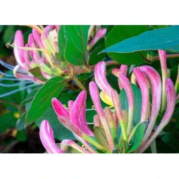 忍冬花用藥葉面肥采摘方案,為峰肥業(yè)廠家直供