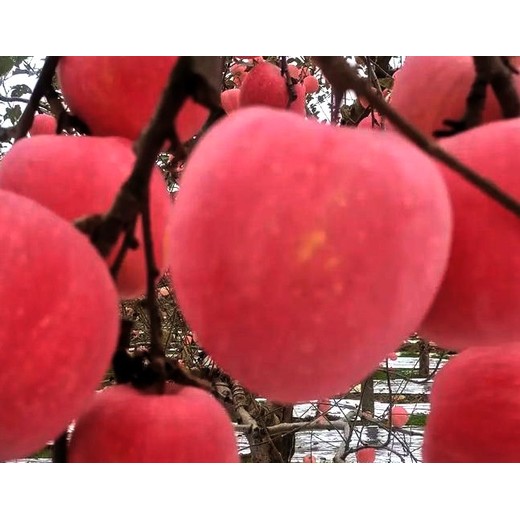 黄元帅增产剂苹果树促控剂贴牌加工,果树控梢促花剂