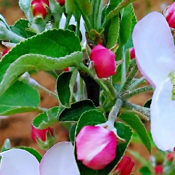 黃元帥藥蘋果樹促控劑價格,果樹控梢促花劑