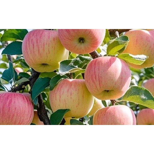 紅富士藥蘋果樹促控劑廠家批發(fā),為峰肥業(yè)PBO廠家