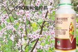桃樹膨大延長花期PBO葉面肥定做,為峰肥業(yè)果樹PBO廠家招商