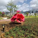 廣場不銹鋼花朵雕塑定做廠家