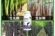 甘蔗增產(chǎn)劑正品甘蔗甜豐素的功效,廠家批發(fā)招商