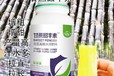 甘蔗葉面肥抗病增產(chǎn)甘蔗甜豐素的功效,廠家批發(fā)招商