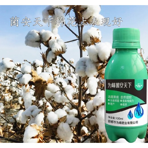 活菌制劑抗病增產(chǎn)菌安天下無殘留