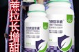甘蔗壯豐素增粗增甜甘蔗甜豐素治黃葉病,廠家批發招商