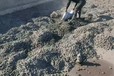 徐匯輕集料混凝土廠家輕骨料