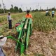大蒜收獲機批發小型大蒜收獲機錢臺產品圖