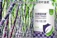 甘蔗拔節拉長劑增粗增甜甘蔗甜豐素多少錢,廠家批發招商