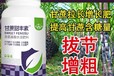 甘蔗增產(chǎn)劑膨大增粗甘蔗甜豐素使用方法,廠家批發(fā)招商