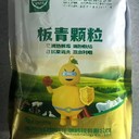 忻州板青顆粒豬用板青顆粒獸用