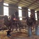 駱駝銅雕圖