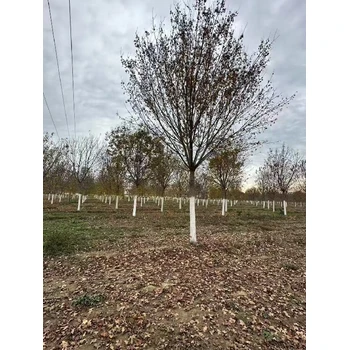 臨汾五角楓基地