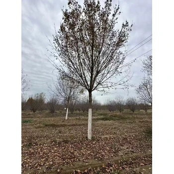 臨汾五角楓基地