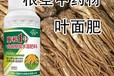 當歸膨大增粗膨大增粗劑效果如何,為峰肥業(yè)膨根一號廠家批發(fā)