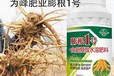 黃芪生根抗倒膨大增粗劑一畝地用多少,為峰肥業膨根一號廠家批發