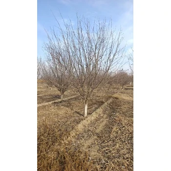 贛州精品絢麗海棠批發(fā)價(jià)