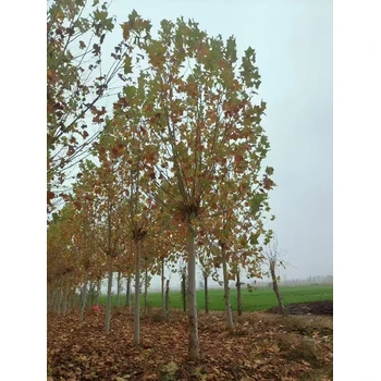 浦東法桐一級苗報價