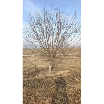 楊浦西府海棠批發(fā)價