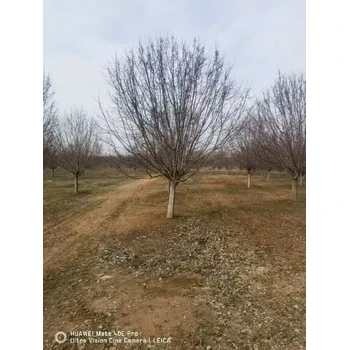 松江精品絢麗海棠多少錢