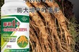 地黃增粗增甜膨大增粗劑用戶評(píng)價(jià),為峰肥業(yè)膨根一號(hào)廠家批發(fā)