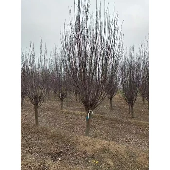 寶山精品紫葉李多少錢一棵