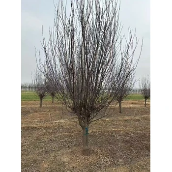 寶山精品紫葉李多少錢一棵