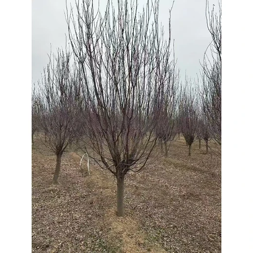 嘉定精品紫葉李批發(fā)價(jià)