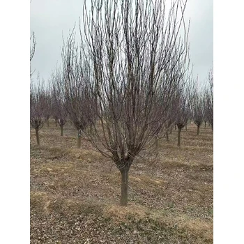 寶山精品紫葉李多少錢一棵